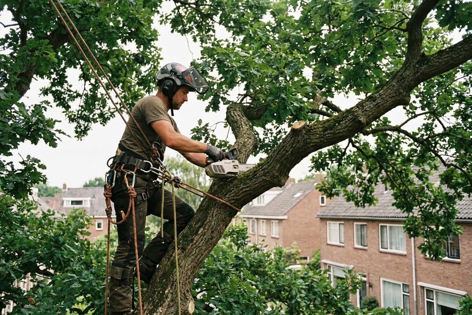 Boomverzorger aan het werk